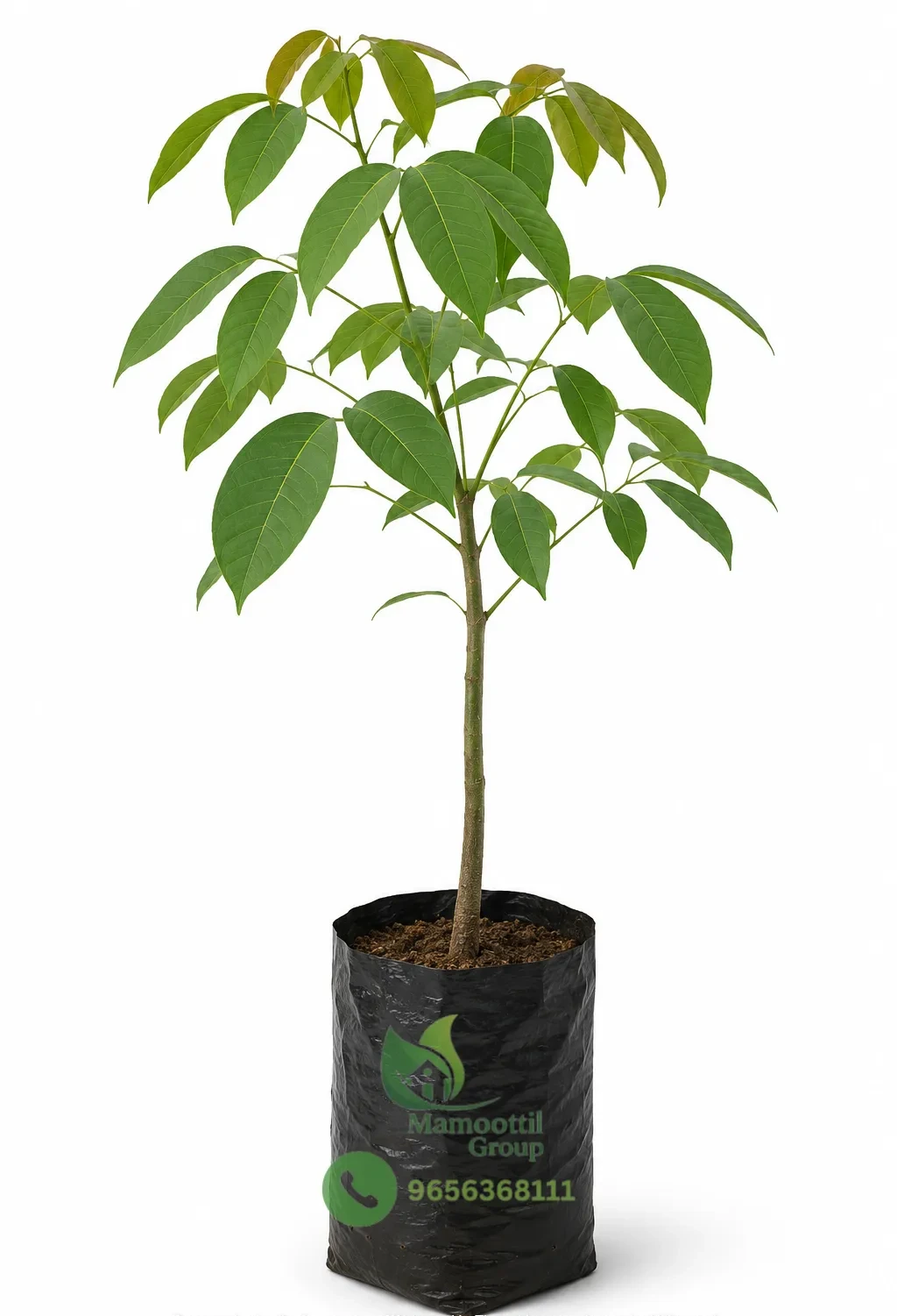 High Yield Rubber Budwood